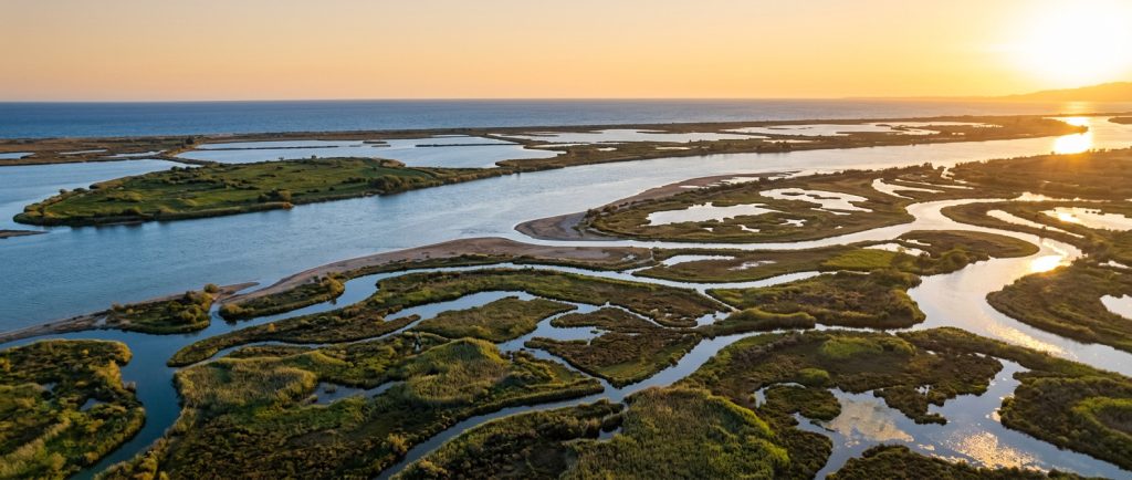 Los arrozales: el paisaje que define el Delta