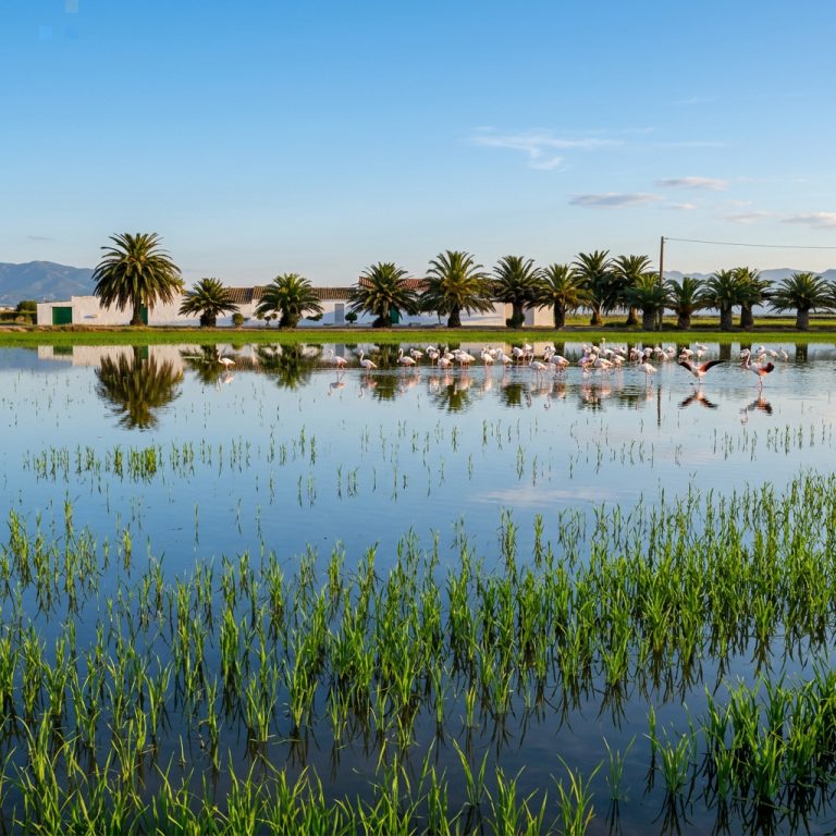 Qué ver en Tortosa, el Delta del Ebro y L'Ampolla: guía completa y dónde parar en la AP-7